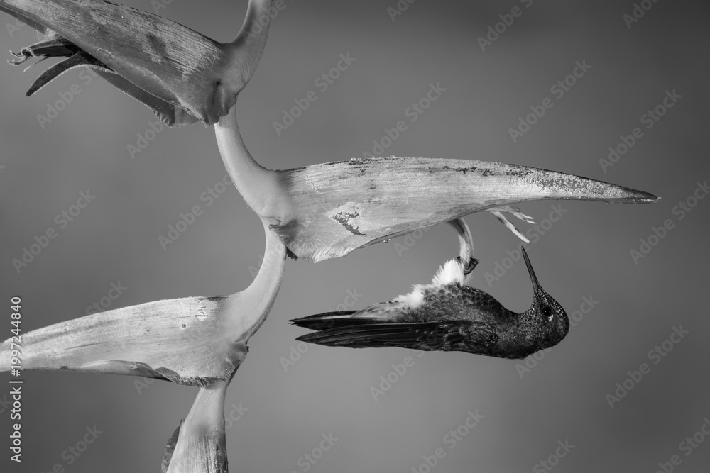 Fototapeta premium Mono buff-tailed coronet upside down under heliconia