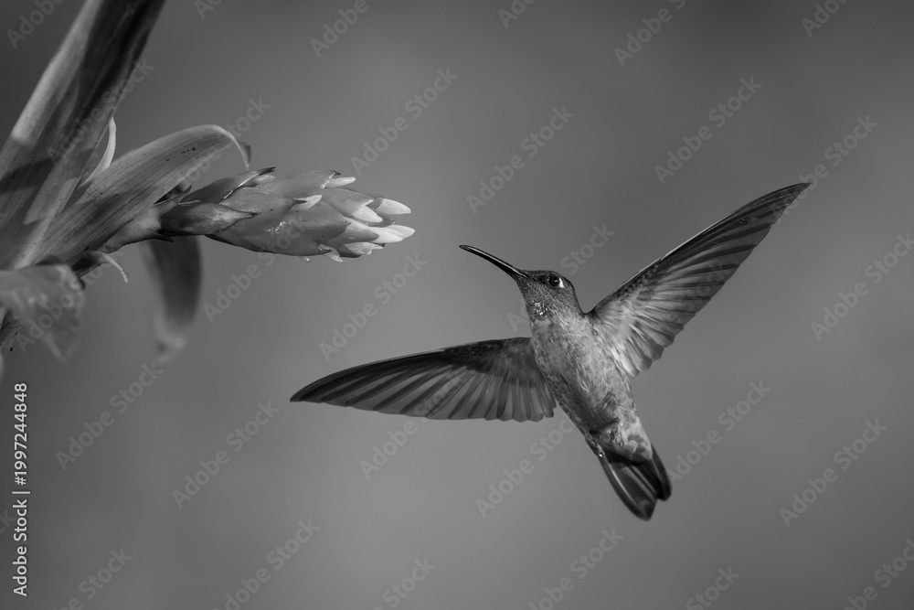 Fototapeta premium Mono fawn-breasted brilliant approaches flower spreading wings