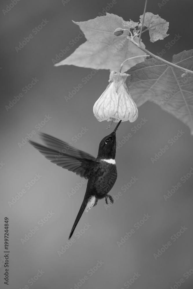 Fototapeta premium Mono collared inca hovers drinking under flower