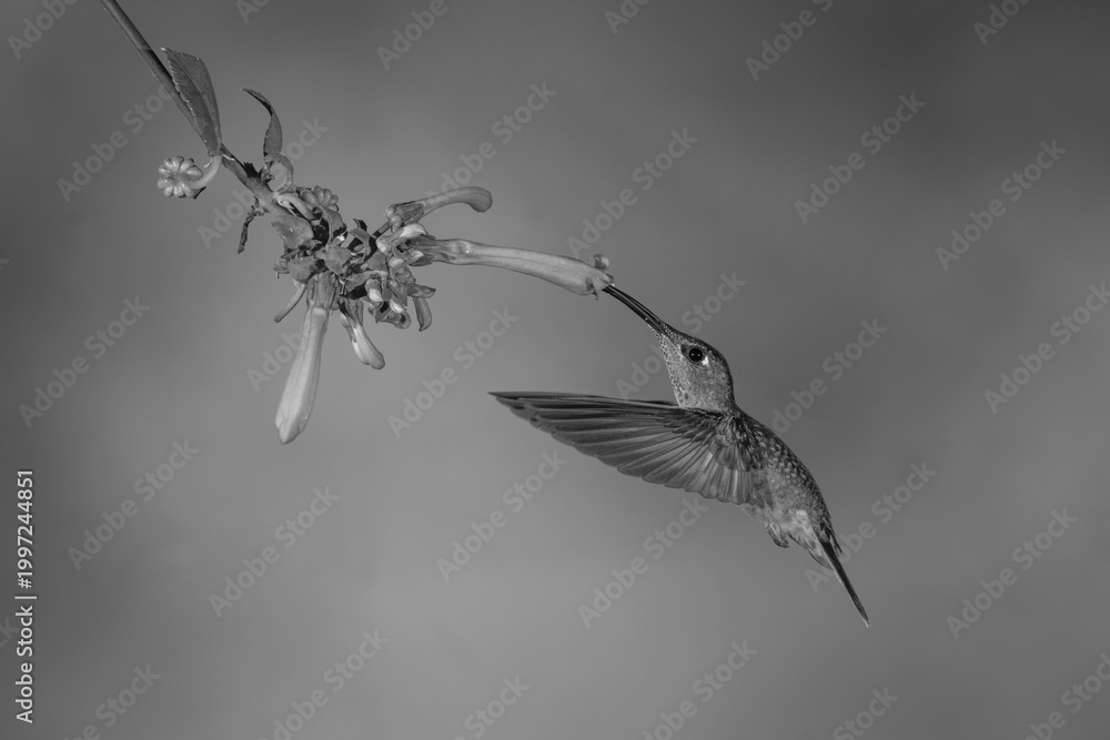 Fototapeta premium Mono fawn-breasted brilliant drinking from Cape fuchsia