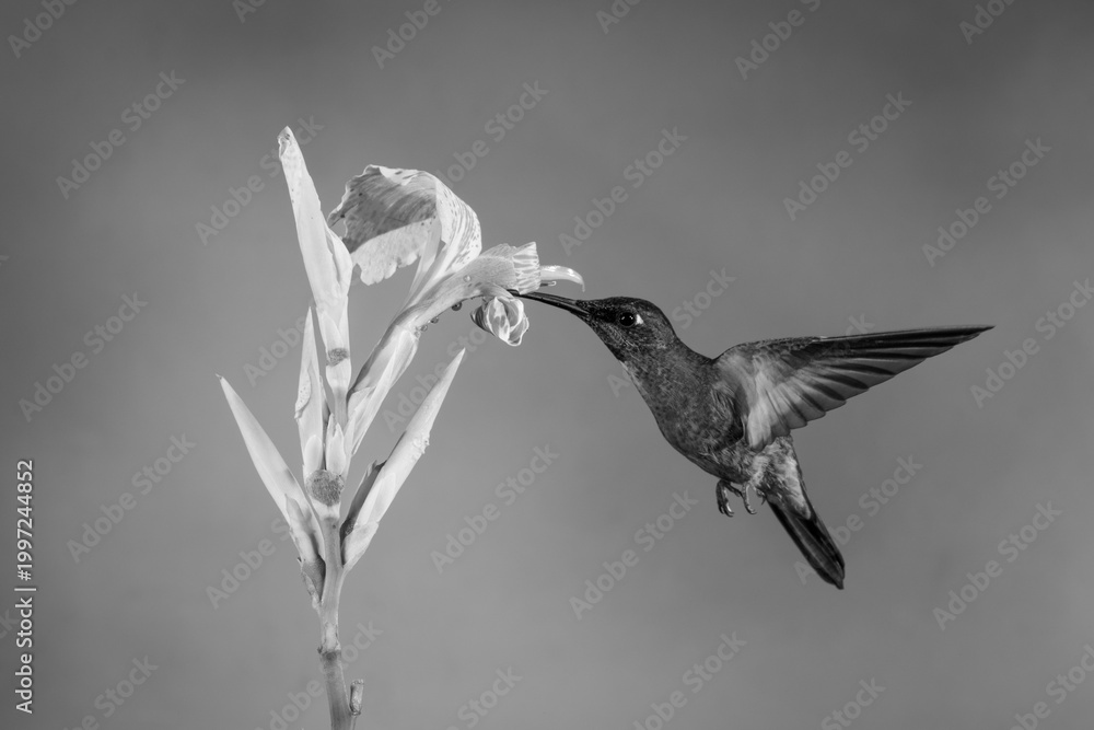 Fototapeta premium Mono fawn-breasted brilliant drinking from canna lily