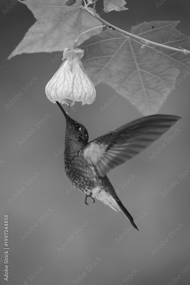Fototapeta premium Mono fawn-breasted brilliant drinking from orange-pink flower