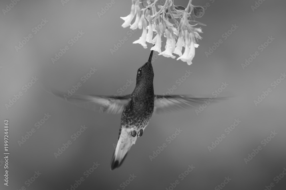 Fototapeta premium Mono fawn-breasted brilliant drinking under yellow flower