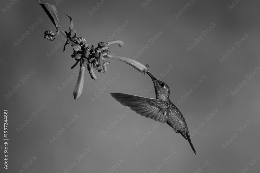 Fototapeta premium Mono fawn-breasted brilliant drinks from Cape fuchsia