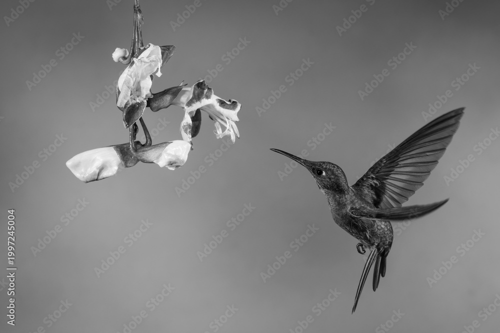 Fototapeta premium Mono fawn-breasted brilliant flies towards Mysore trumpetvine