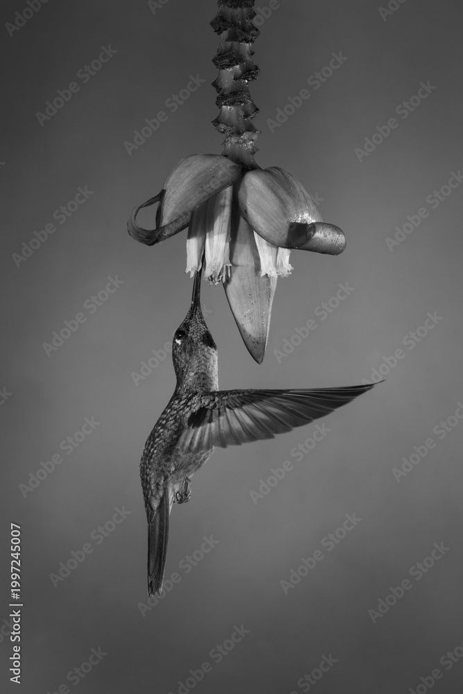 Fototapeta premium Mono fawn-breasted brilliant flies under banana flower