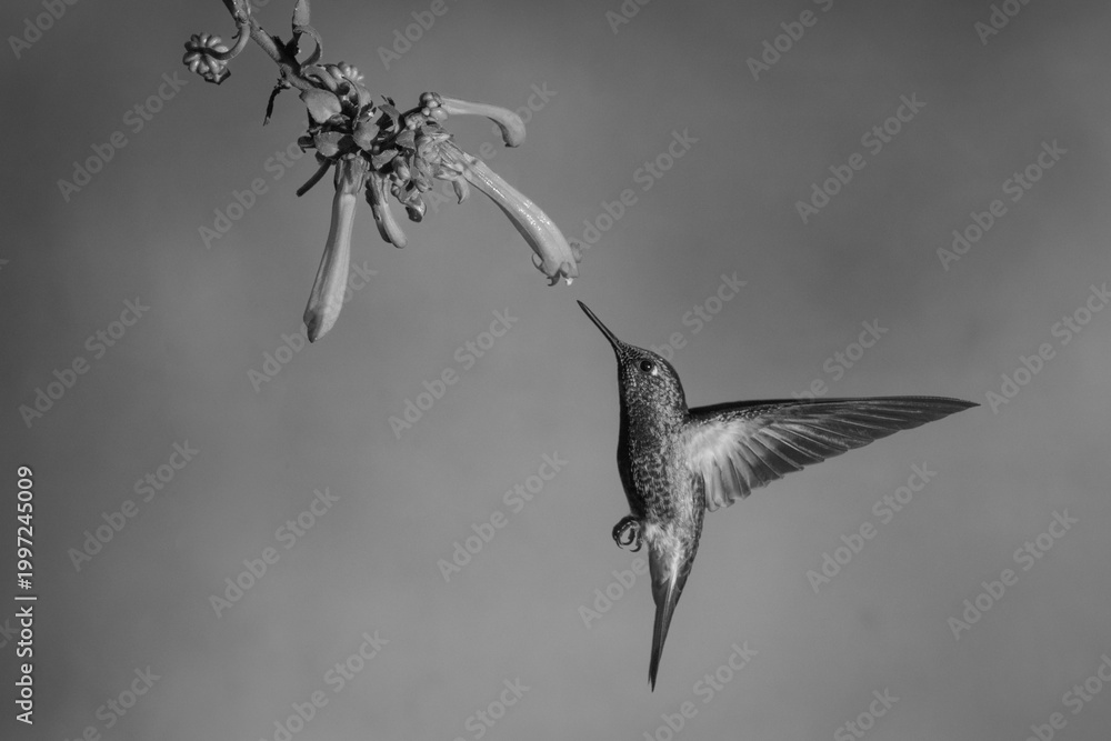 Fototapeta premium Mono fawn-breasted brilliant flies towards Cape fuchsia