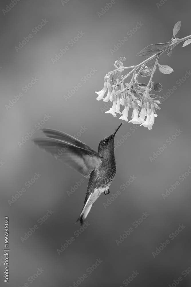 Fototapeta premium Mono fawn-breasted brilliant flies under yellow flower