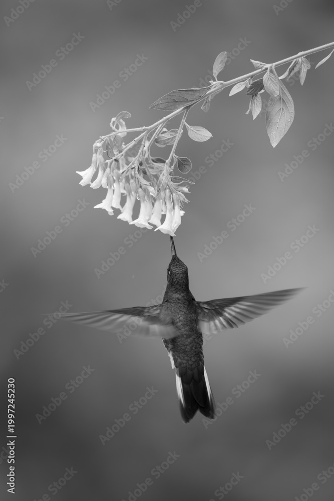 Fototapeta premium Mono fawn-breasted brilliant hovers drinking beneath flower