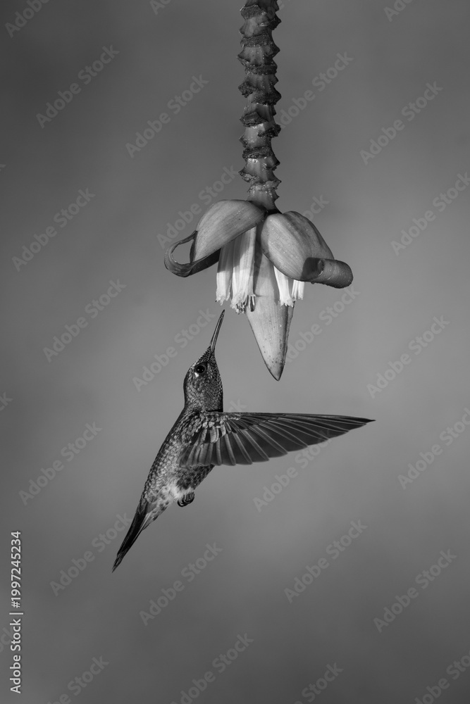 Fototapeta premium Mono fawn-breasted brilliant flies underneath banana flower