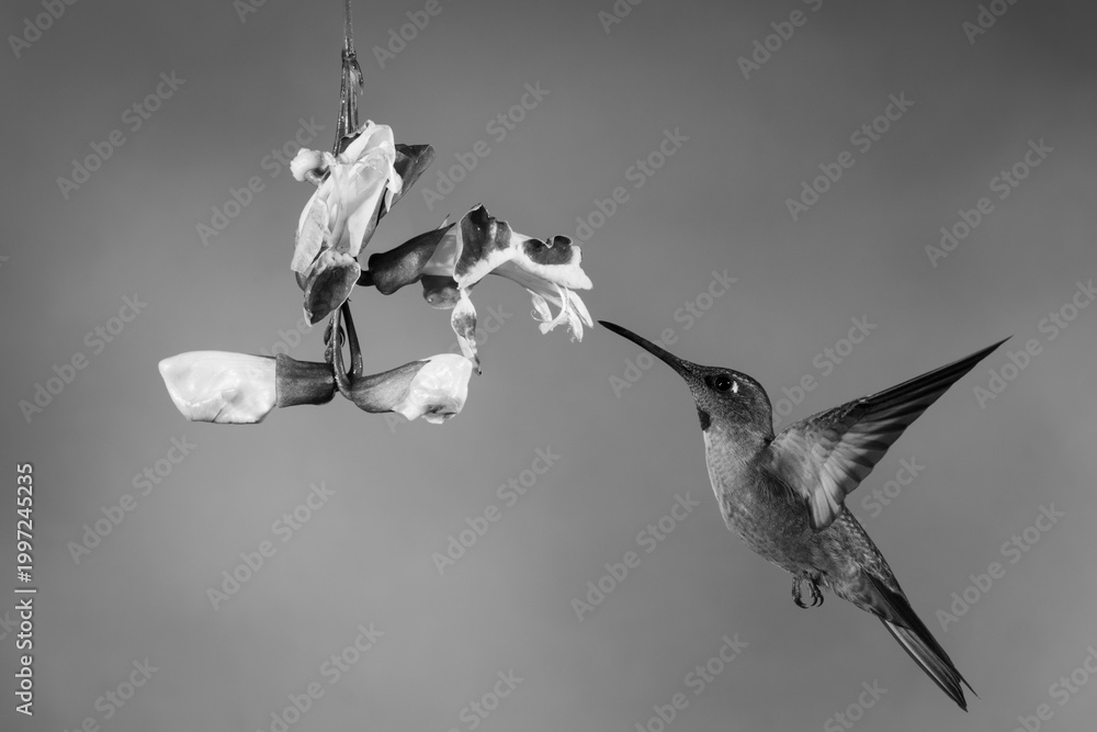 Fototapeta premium Mono fawn-breasted brilliant hovers drinking by flower
