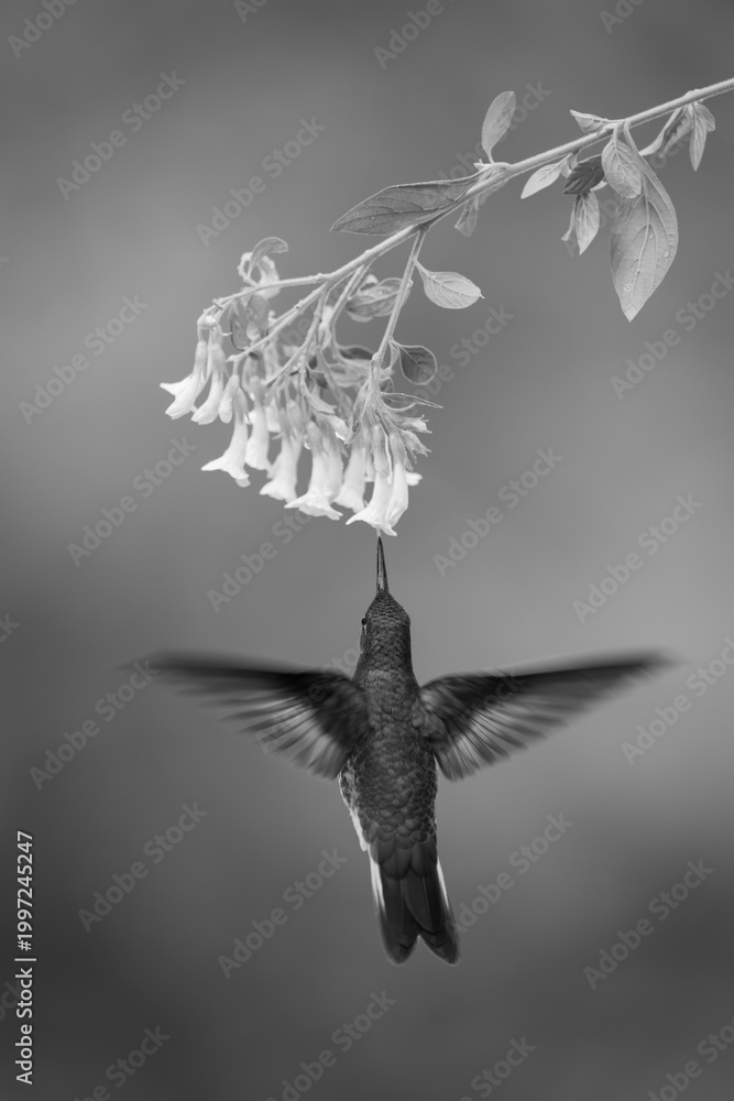 Fototapeta premium Mono fawn-breasted brilliant hovers drinking below flower