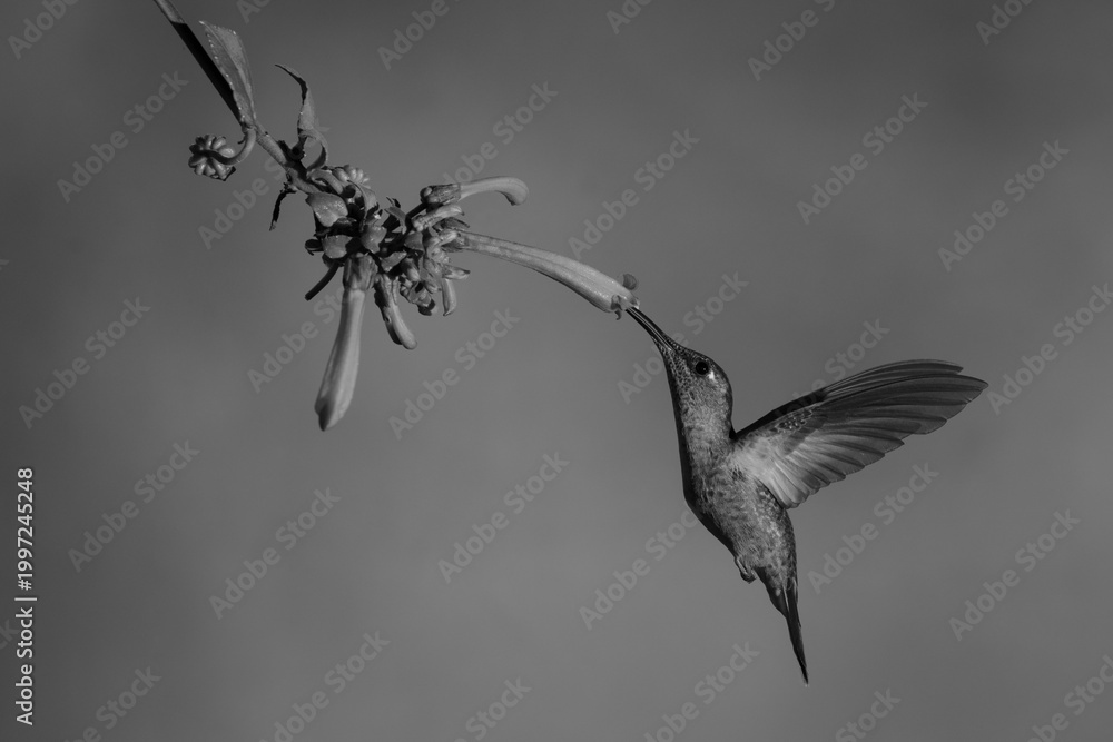 Fototapeta premium Mono fawn-breasted brilliant hovering near Cape fuchsia