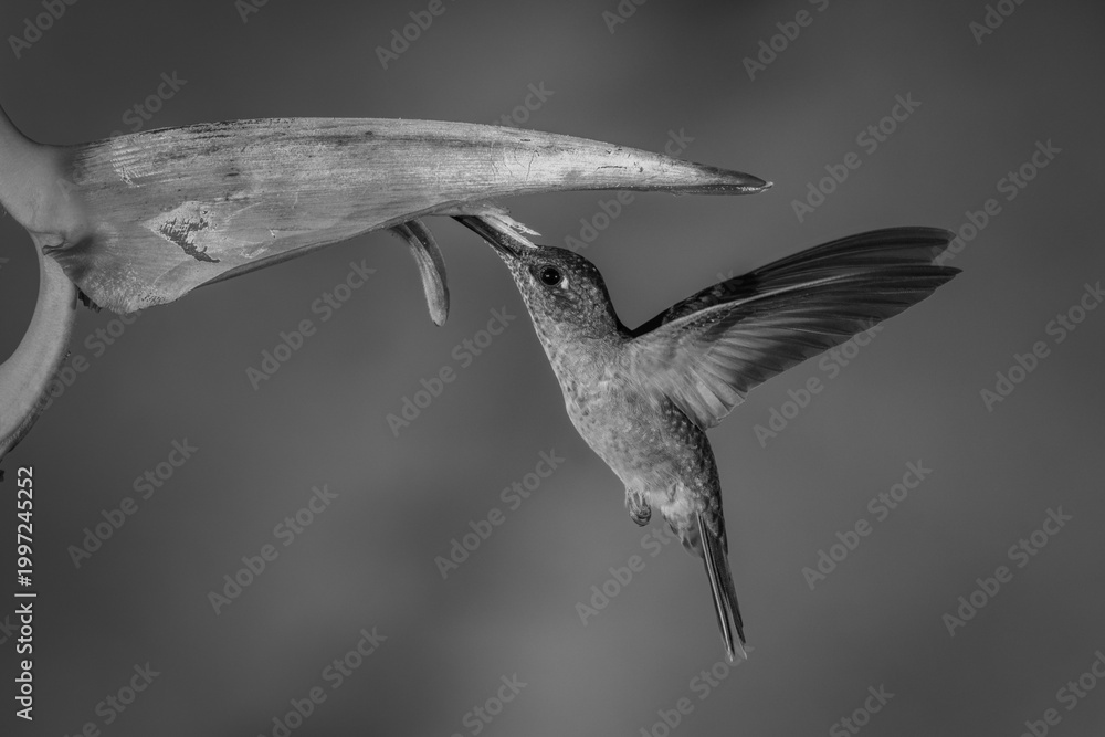 Fototapeta premium Mono fawn-breasted brilliant hovers drinking beneath heliconia