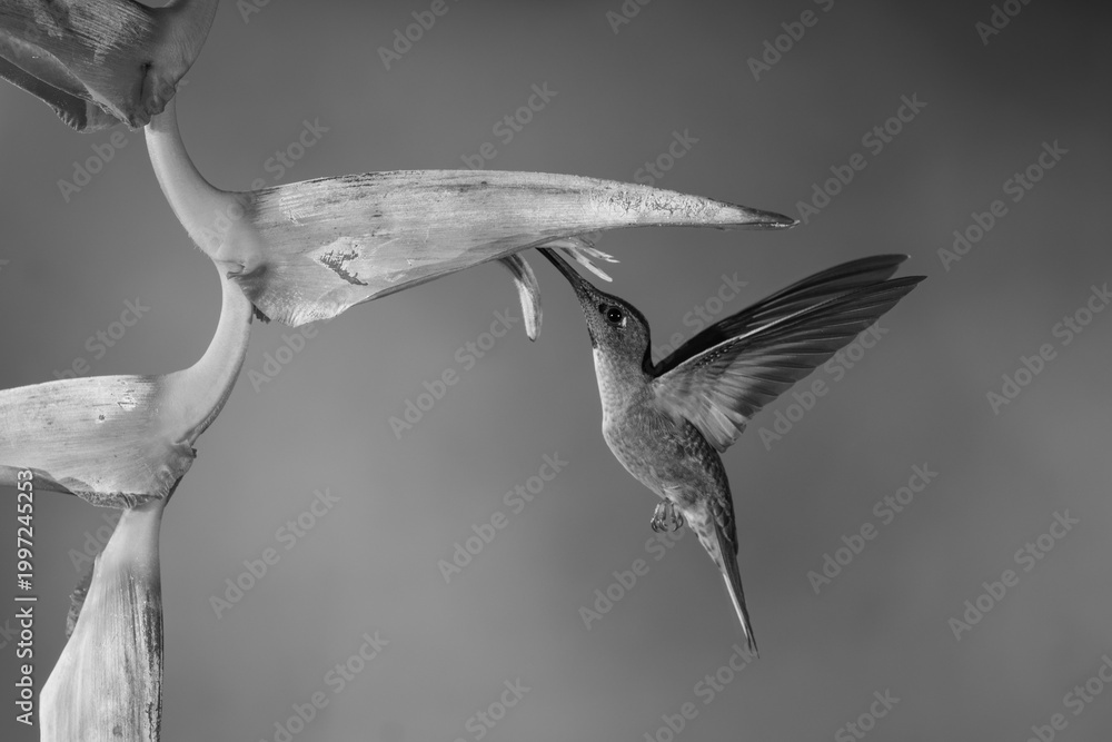Fototapeta premium Mono fawn-breasted brilliant hovers drinking under heliconia