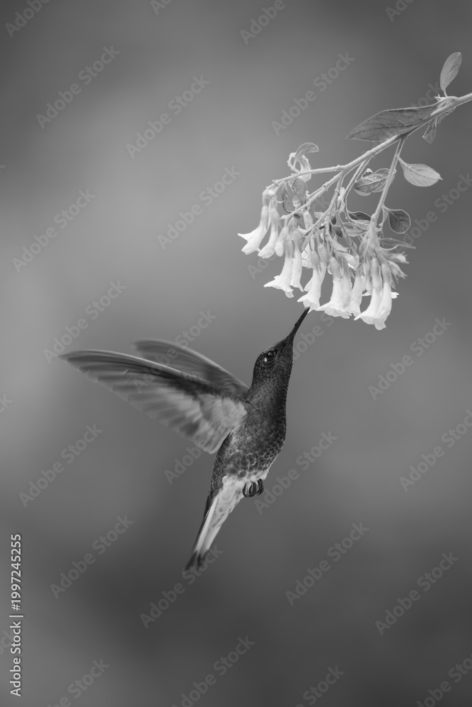 Fototapeta premium Mono fawn-breasted brilliant hovers feeding under flowers