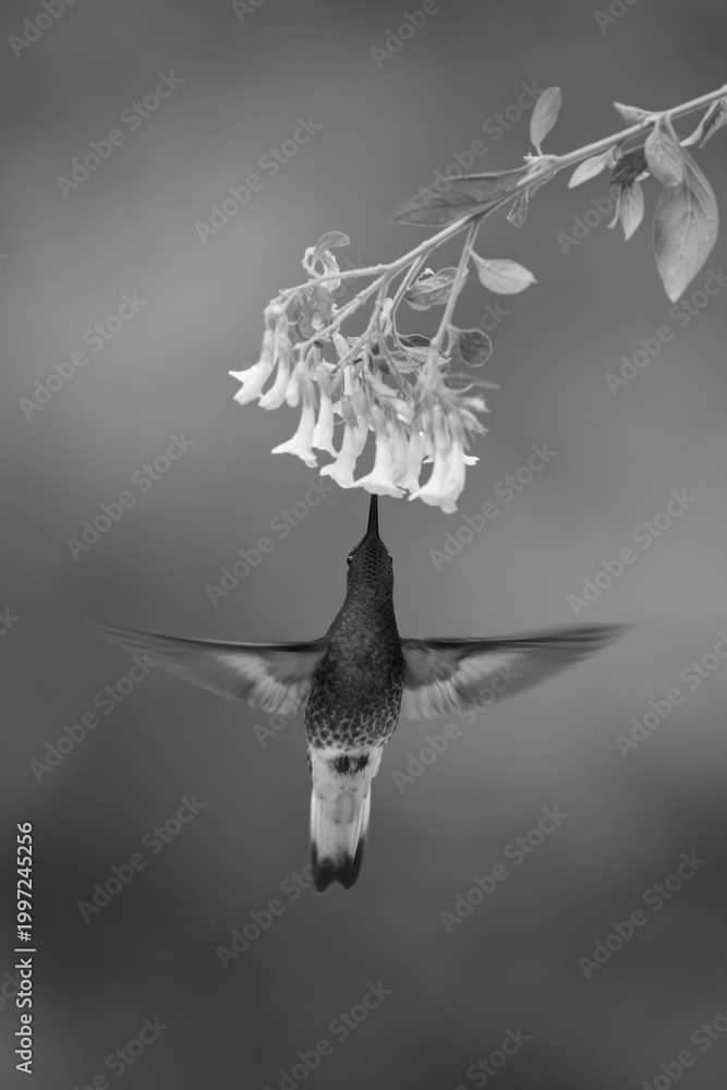 Fototapeta premium Mono fawn-breasted brilliant hovers feeding from flowers