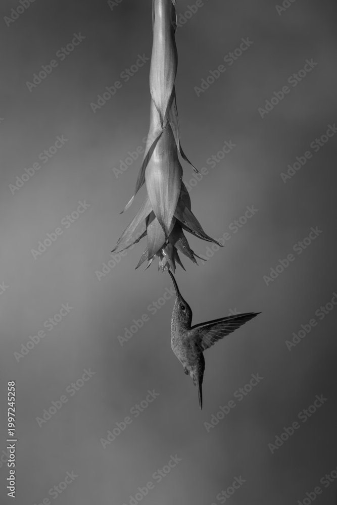 Fototapeta premium Mono fawn-breasted brilliant hovers drinking under flower