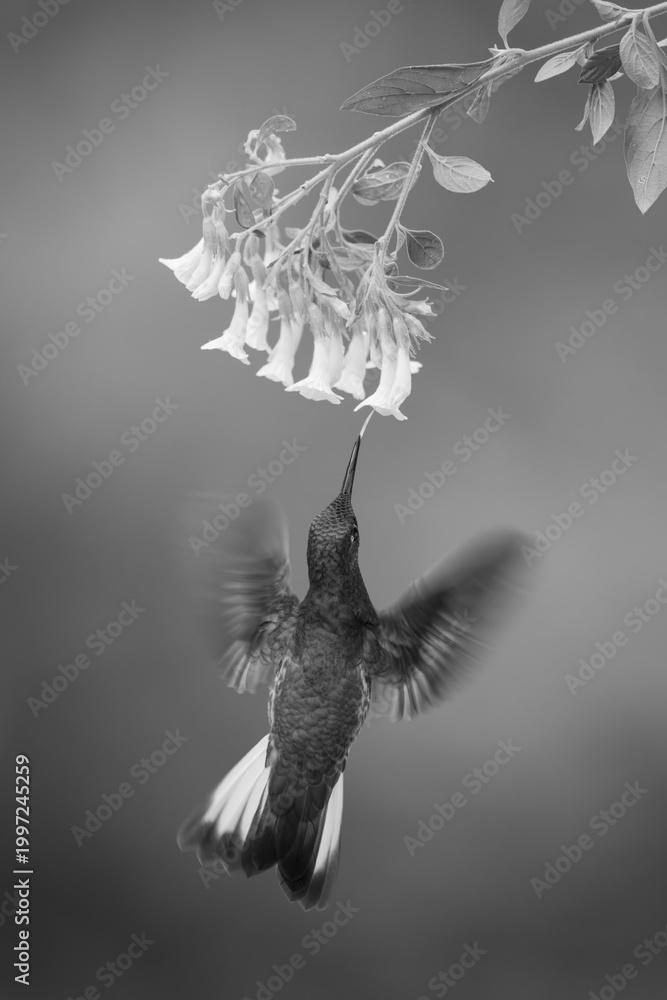 Fototapeta premium Mono fawn-breasted brilliant hovers drinking from flowers