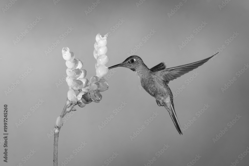 Fototapeta premium Mono fawn-breasted brilliant hovers drinking from flower