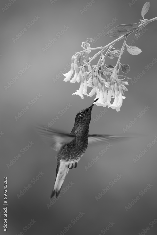 Fototapeta premium Mono fawn-breasted brilliant hovers feeding from flower