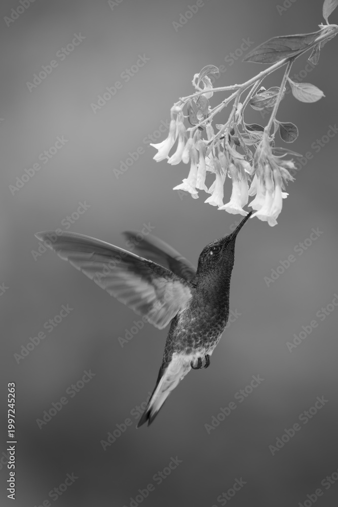 Fototapeta premium Mono fawn-breasted brilliant hovers feeding under flower