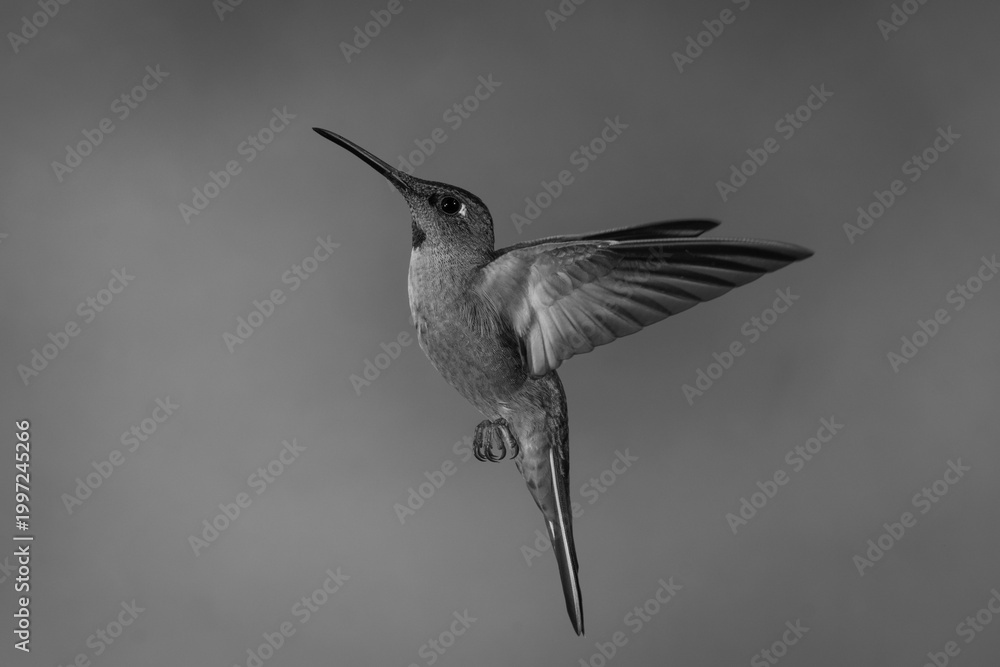 Fototapeta premium Mono fawn-breasted brilliant hovers lifting its beak