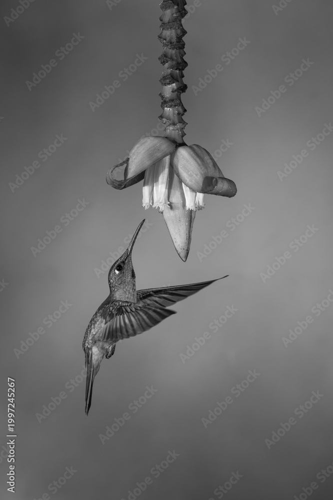 Fototapeta premium Mono fawn-breasted brilliant hovers just under flower