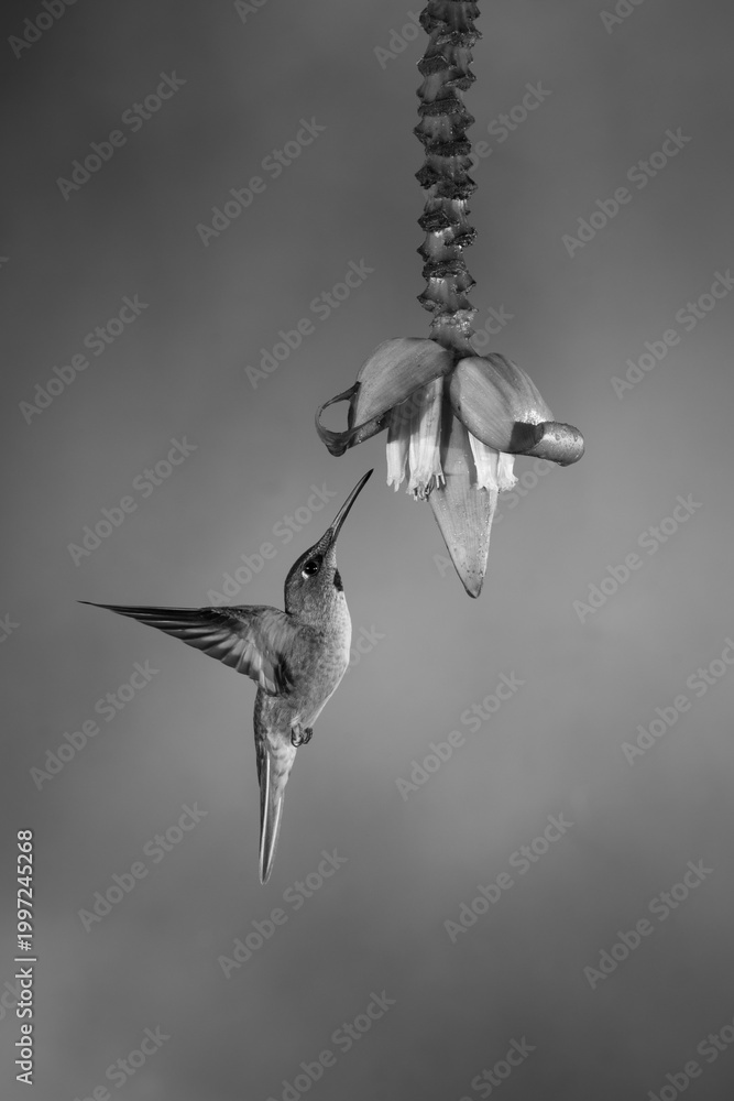 Fototapeta premium Mono fawn-breasted brilliant hovers near banana flower