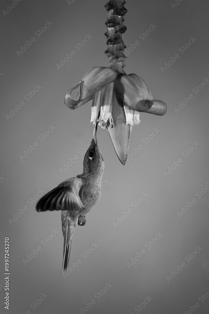 Fototapeta premium Mono fawn-breasted brilliant hovers under banana flower
