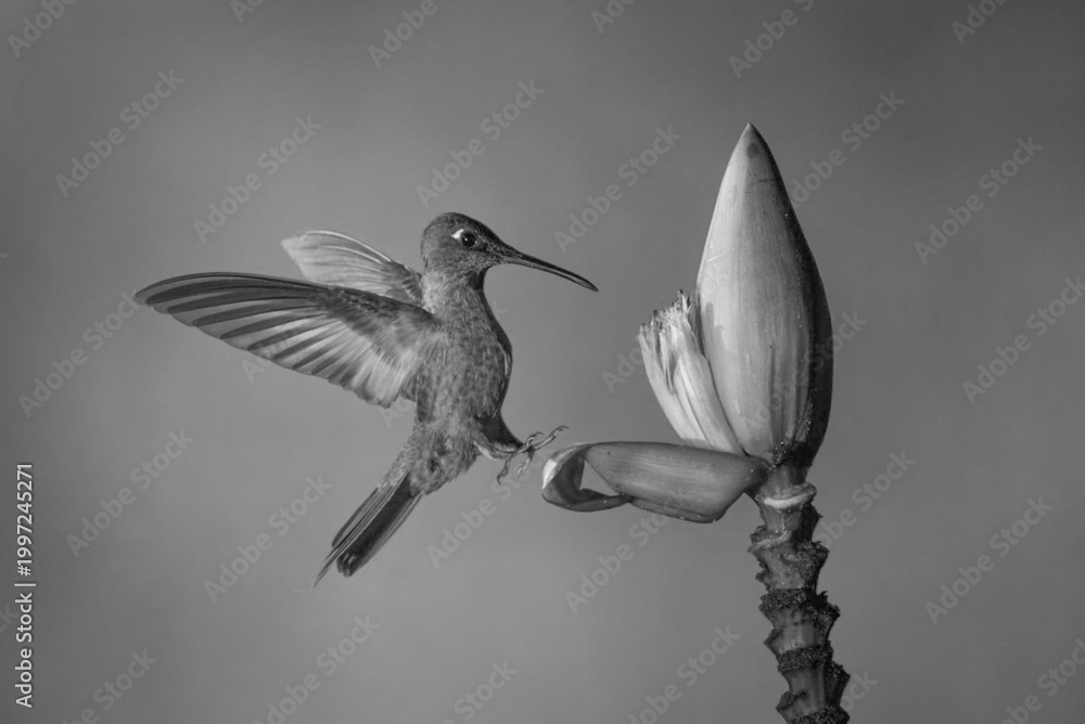 Fototapeta premium Mono fawn-breasted brilliant lands on banana flower