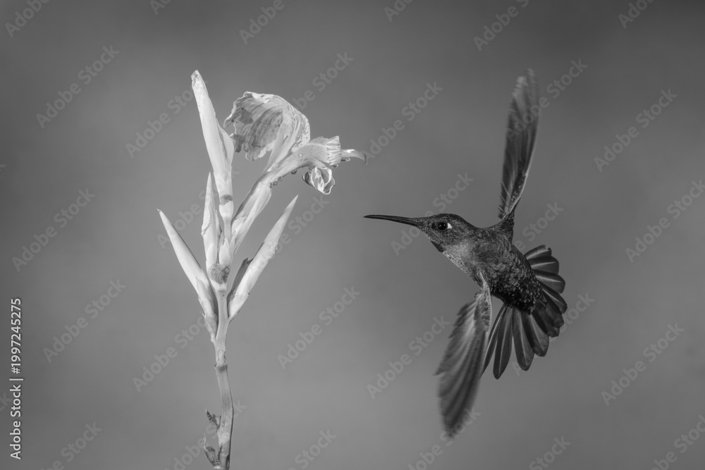 Fototapeta premium Mono fawn-breasted brilliant in mid-air around flower
