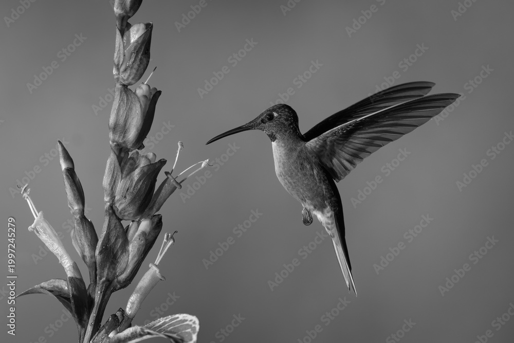 Fototapeta premium Mono fawn-breasted brilliant near sanchezia lifting wings