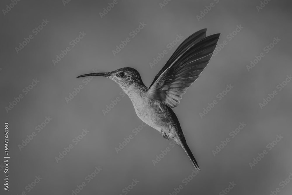 Fototapeta premium Mono fawn-breasted brilliant in mid-air against background