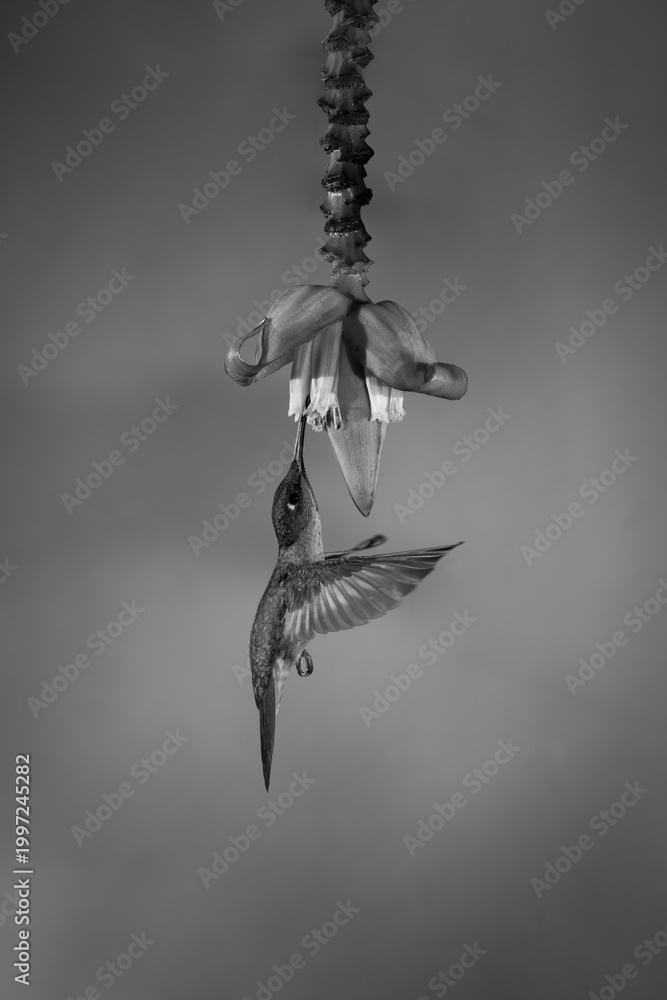Fototapeta premium Mono fawn-breasted brilliant hovers under flower feeding