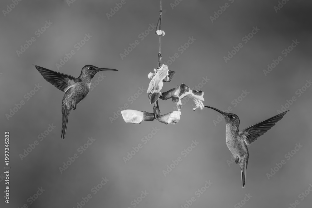Fototapeta premium Mono fawn-breasted brilliants hover round Mysore trumpetvine