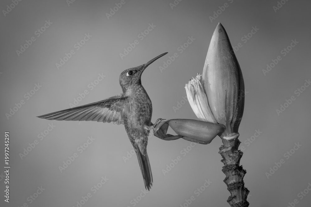 Fototapeta premium Mono fawn-breasted brilliant perches on banana flower