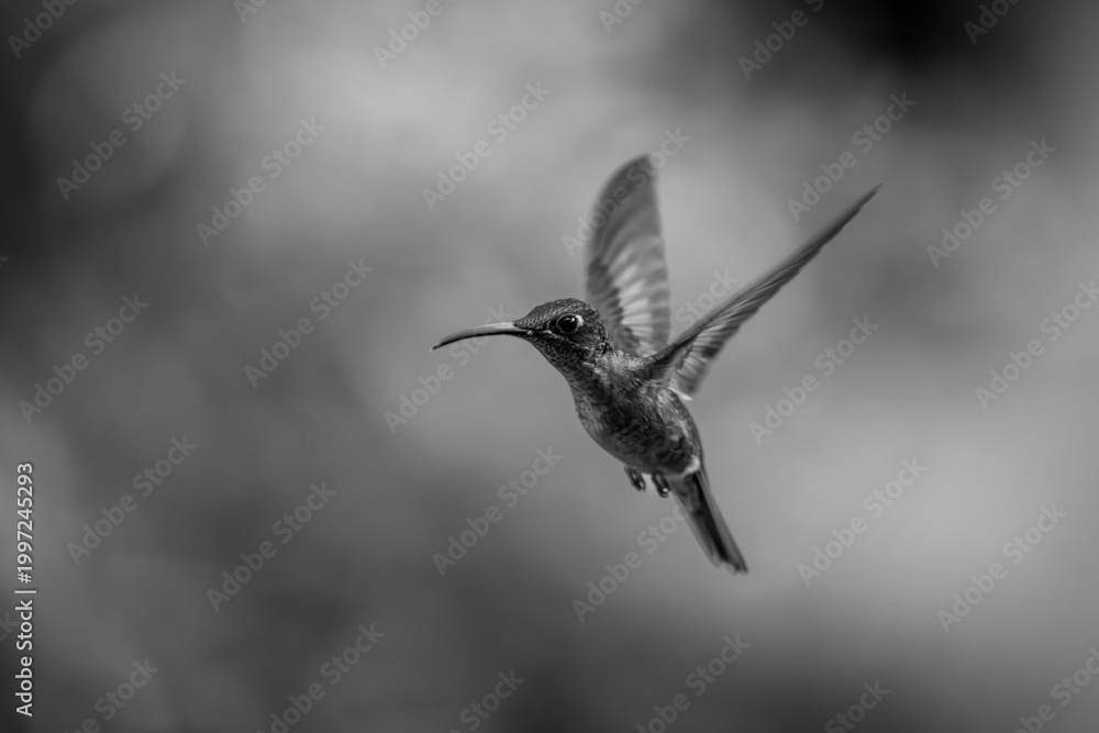 Fototapeta premium Mono fawn-breasted brilliant lifting wings against bokeh