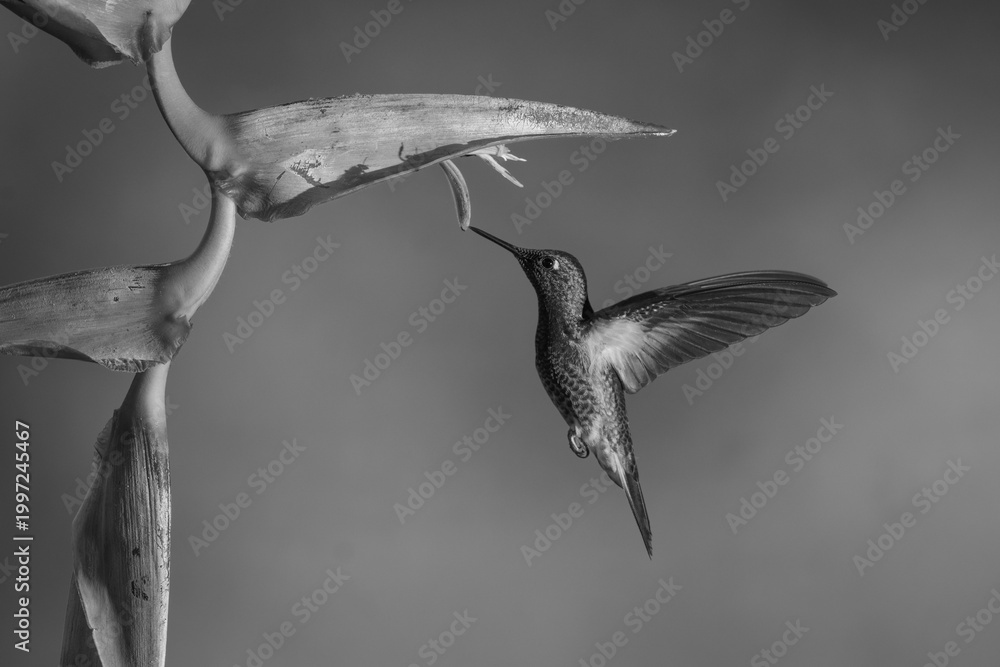 Fototapeta premium Mono fawn-breasted brilliant under heliconia flapping wings