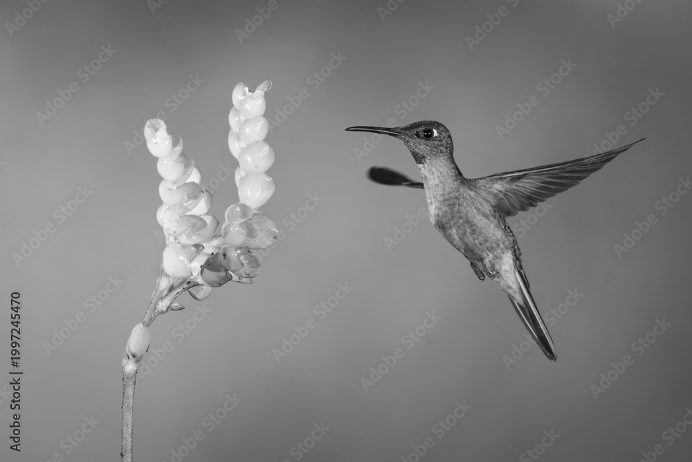 Fototapeta premium Mono fawn-breasted brilliant spreading wings near flower