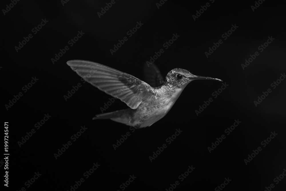 Fototapeta premium Mono female Andean emerald against black background
