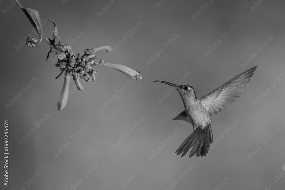 Fototapeta premium Mono fawn-breasted brilliant twists towards Cape fuchsia