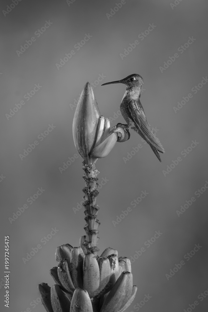 Fototapeta premium Mono fawn-breasted brilliant in profile on flower