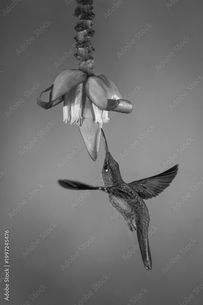 Fototapeta premium Mono fawn-breasted brilliant stretches wings under flower
