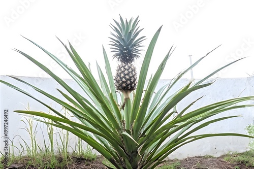 pineapple in the garden