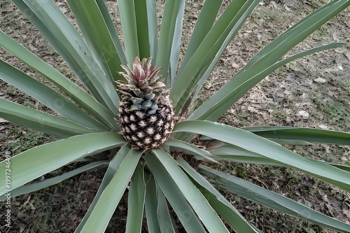 pineapple in the garden