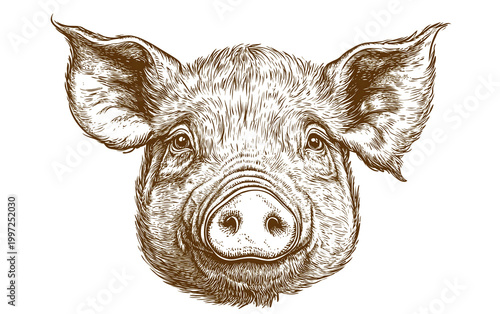 Pig, hog, boar. Vintage retro print, black white pig sketch ink pencil style drawing, linear drawing, engrave old school. Sketch artwork silhouette pig, hog, boar. Side view profile. Illustration