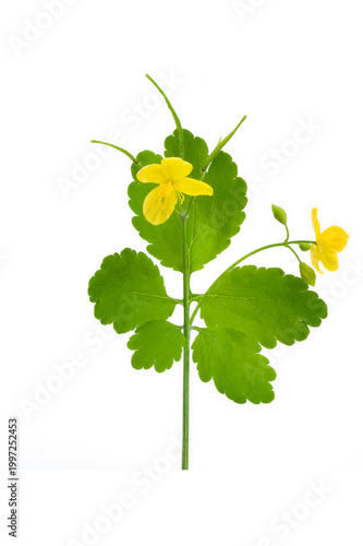 Schöllkraut Chelidonium majus freigestellt