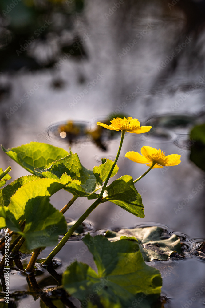 Fototapeta premium Marsh marigolds blooming in a wetland meadow 