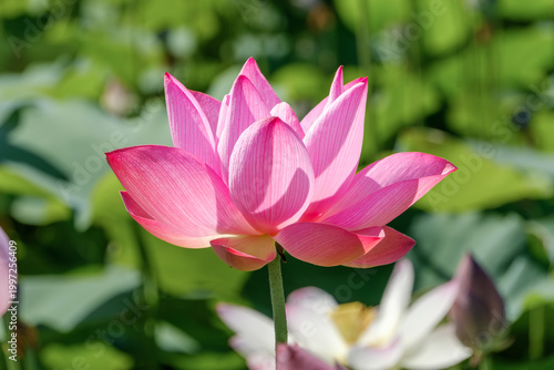 Valokuva 夏の強い日差しを浴びて清らかに咲くピンク色のハスの花。背景の鮮やかな緑と調和した、日本の夏を象徴する幻想的で美しい自然風景。
